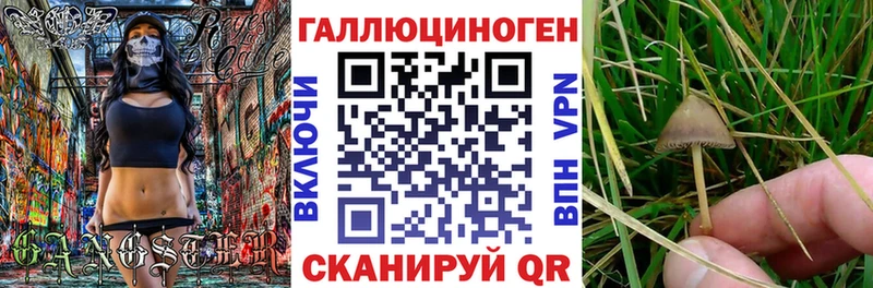 Псилоцибиновые грибы Cubensis  Александровское 